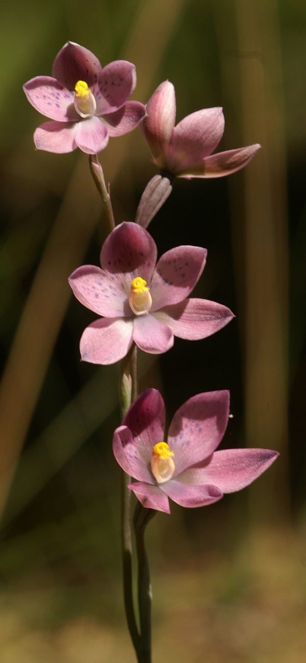 Thelymitra